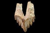 Fossil Primitive Whale (Basilosaur) Tooth - Morocco #164753-1